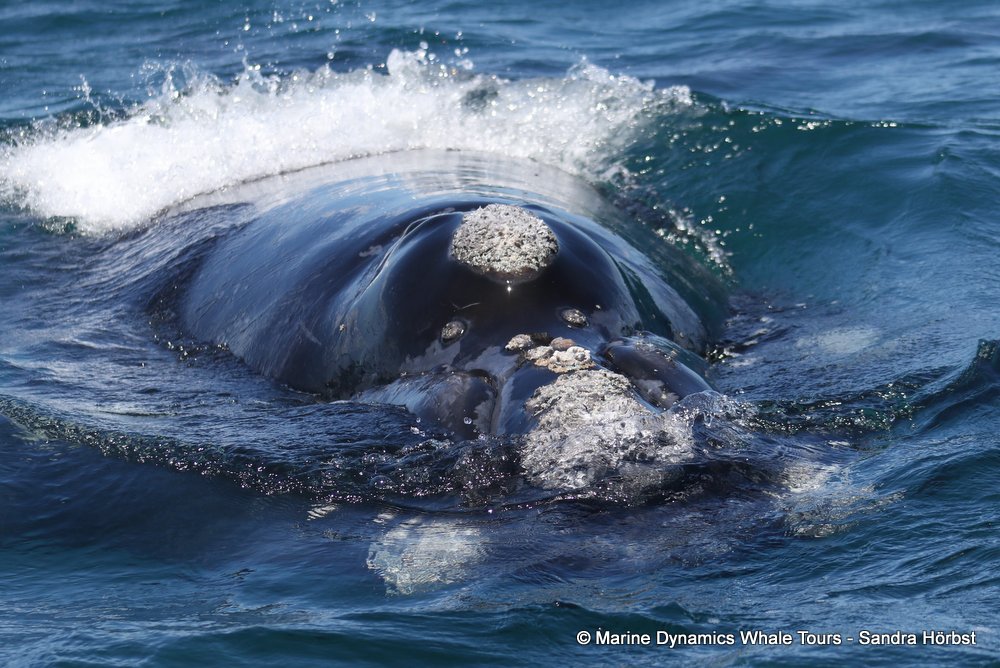 Southern right whale, whale watching, gansbaai, south africa,
