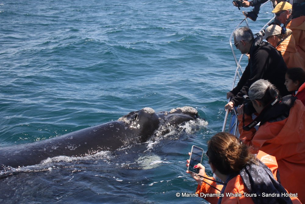 Southern right whale, whale watching, gansbaai, south africa,