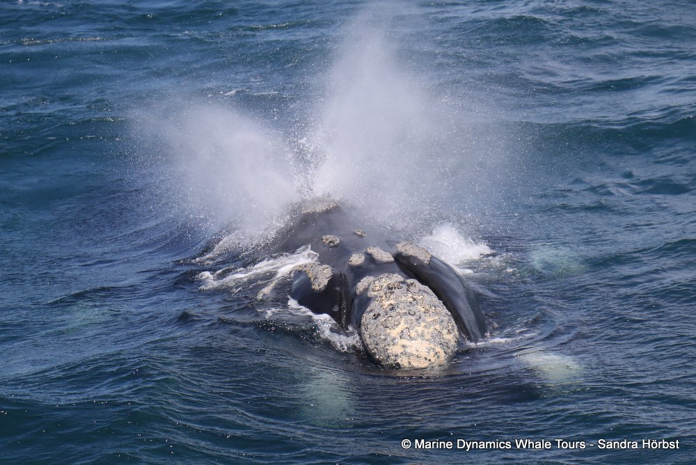 Southern right whale, whale watching, gansbaai, south africa,