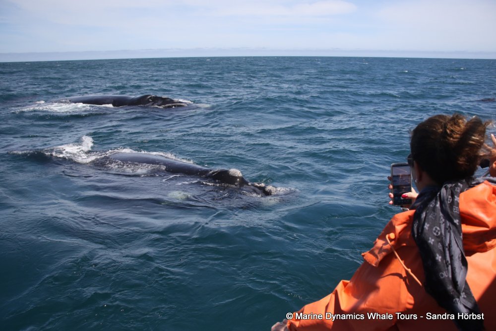 Southern right whale, whale watching, gansbaai, south africa,