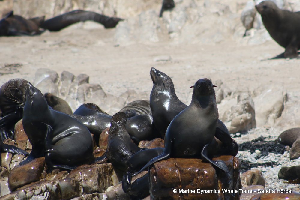 cape fur seal, whale watching, gansbaai, south africa