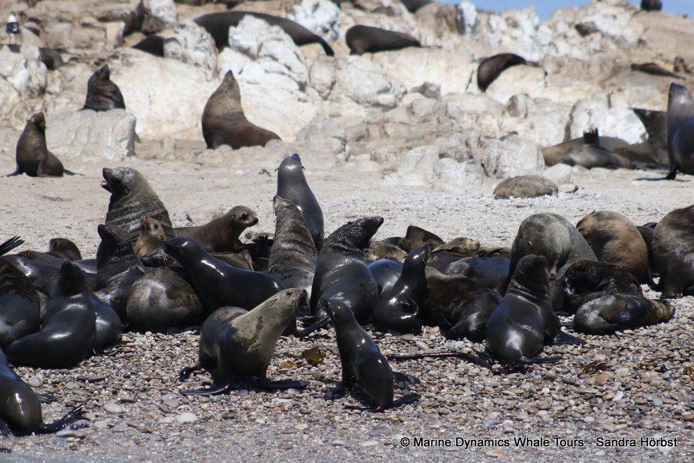 cape fur seal, whale watching, gansbaai, south africa