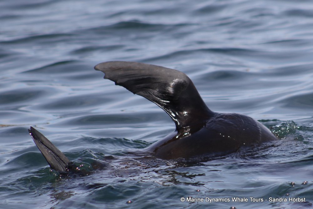 cape fur seal, whale watching, gansbaai, south africa