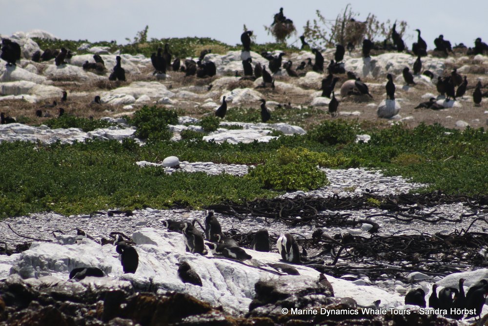 penguins, whale watching, gansbaai, south africa,