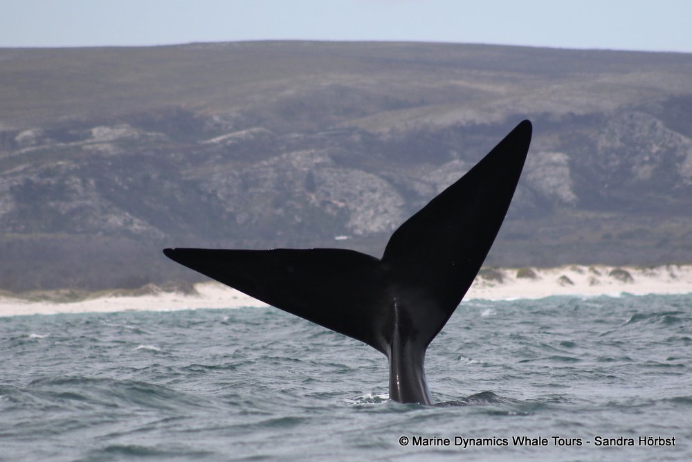 Southern right whale, whale watching, gansbaai, south africa,