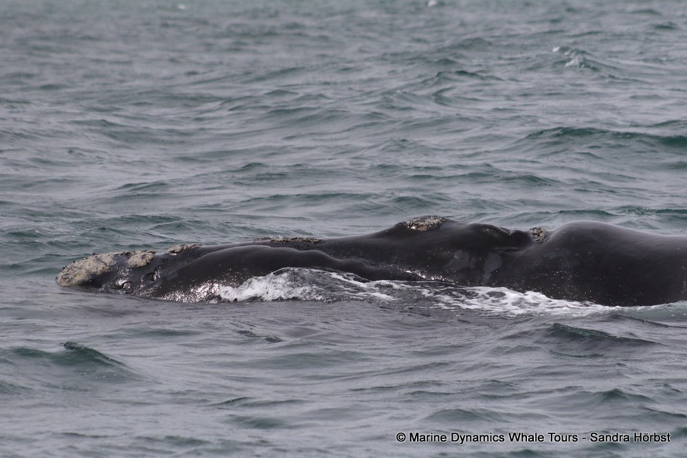 Southern right whale, whale watching, gansbaai, south africa,