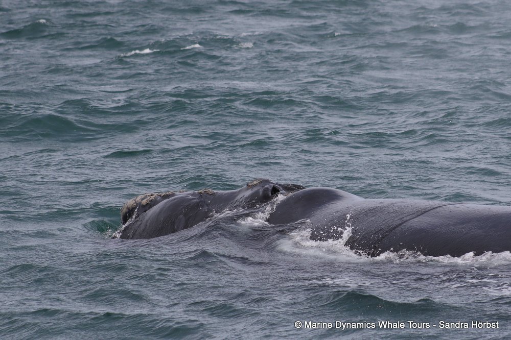 Southern right whale, whale watching, gansbaai, south africa,