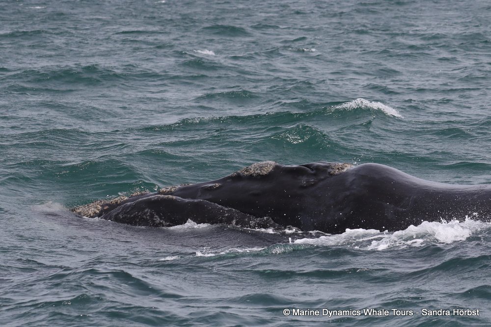 Southern right whale, whale watching, gansbaai, south africa,