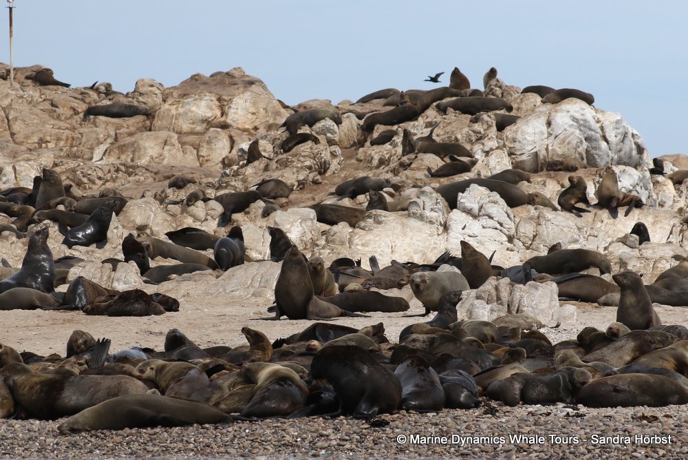 cape fur seal, whale watching, gansbaai, south africa