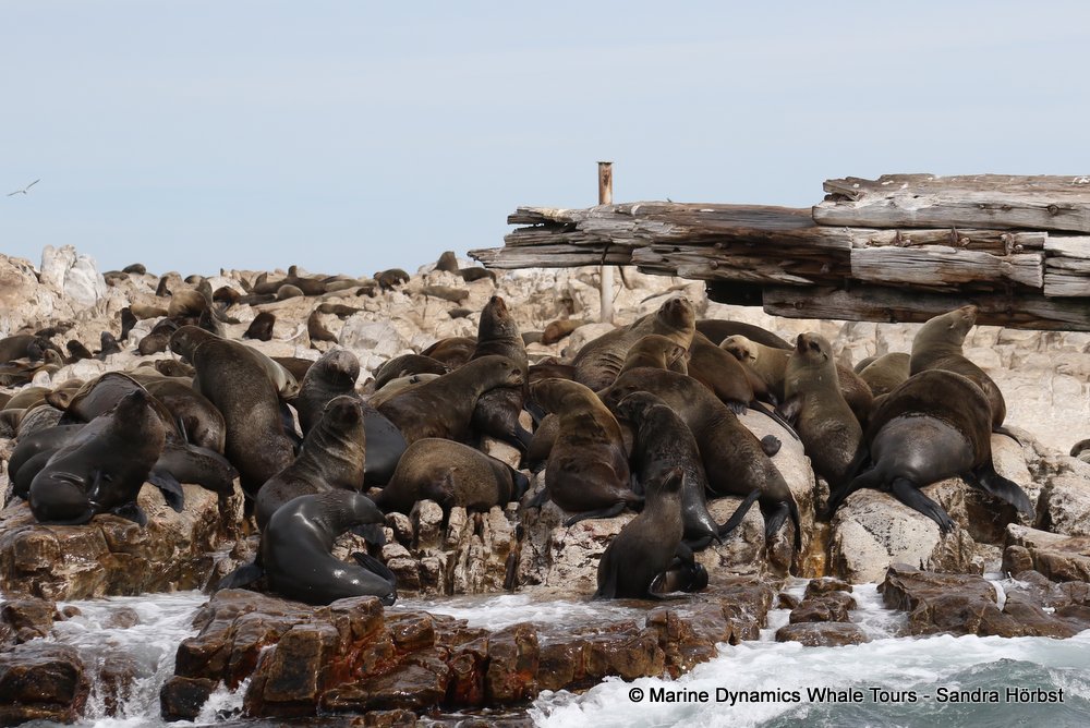 cape fur seal, whale watching, gansbaai, south africa