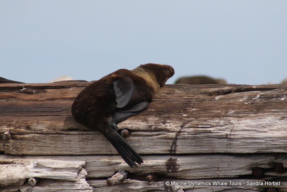 cape fur seal, whale watching, gansbaai, south africa