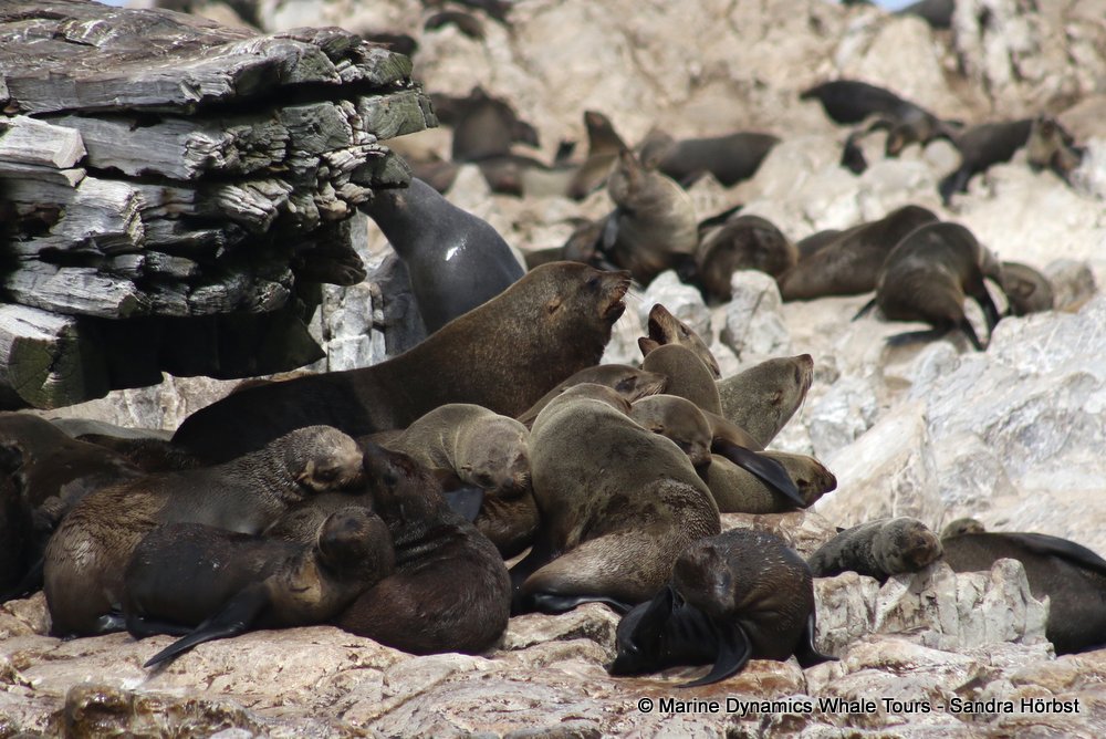 cape fur seal, whale watching, gansbaai, south africa