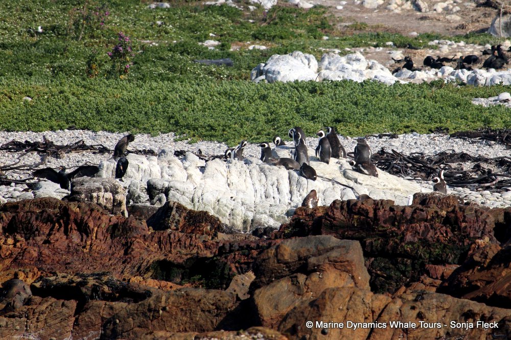 african penguin, whale watching, gansbaai, south africa
