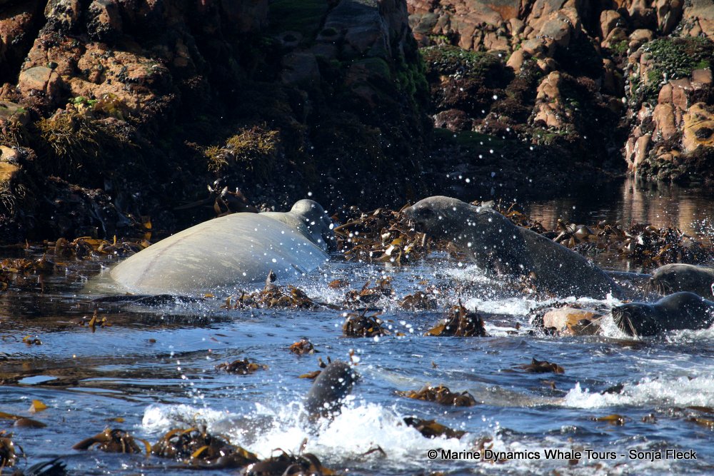 elephant seal, whale watching, gansbaai, south africa