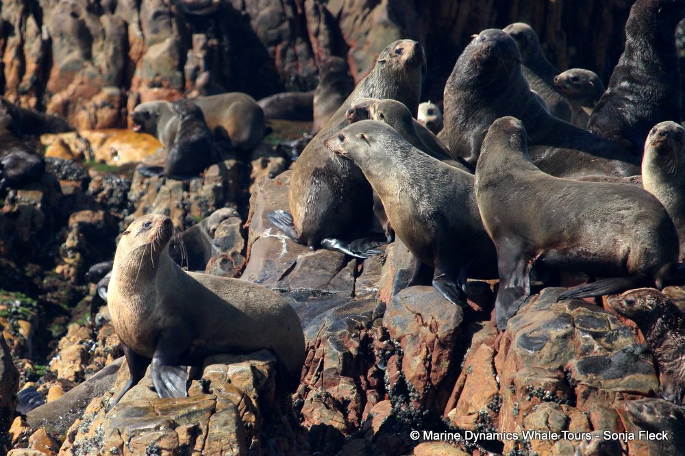 cape fur seal, whale watching, gansbaai, south africa