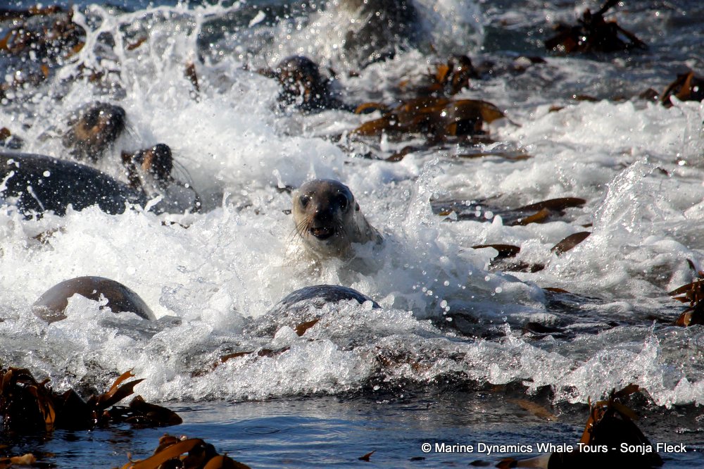 cape fur seal, whale watching, gansbaai, south africa