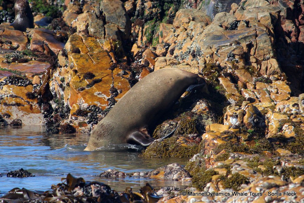 cape fur seal, whale watching, gansbaai, south africa