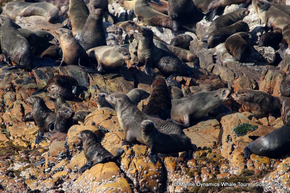 cape fur seal, whale watching, gansbaai, south africa