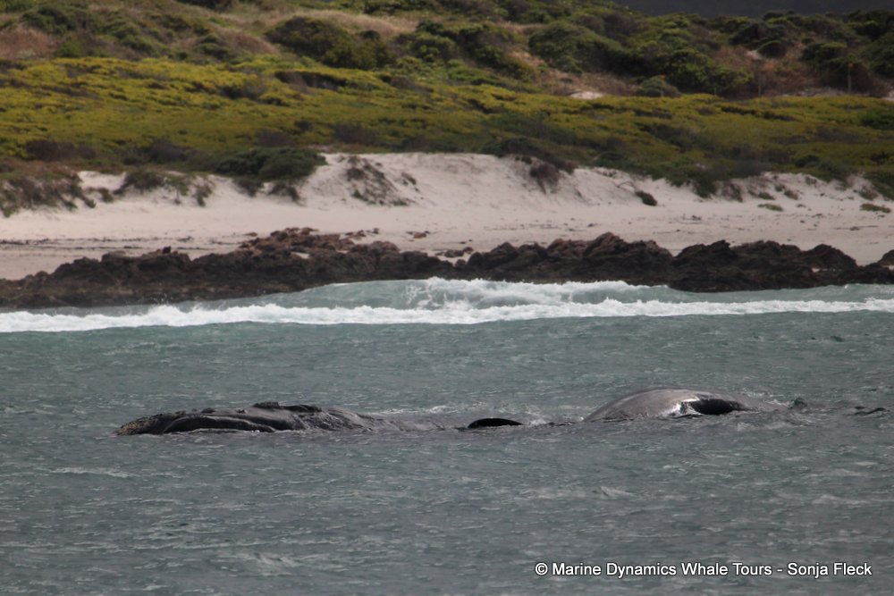 Southern right whale, whale watching, gansbaai, south africa,