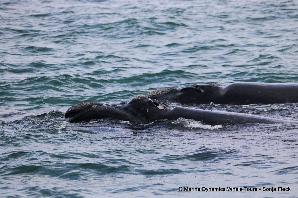 Southern right whale, whale watching, gansbaai, south africa,