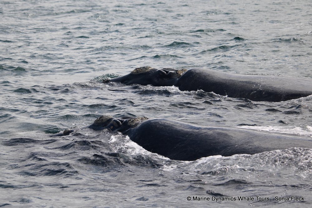 Southern right whale, whale watching, gansbaai, south africa,
