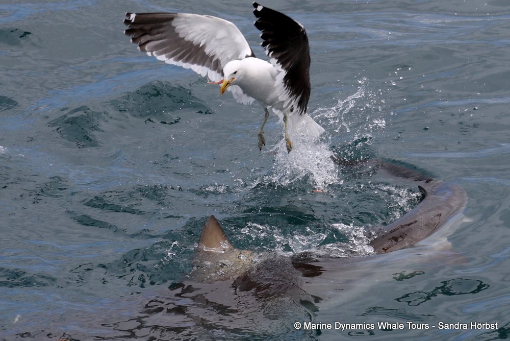 bronze whaler shark, whale watching, gansbaai, south africa,