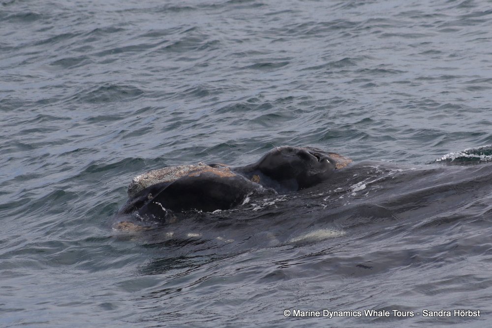 Southern right whale, whale watching, gansbaai, south africa,