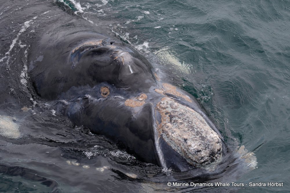 Southern right whale, whale watching, gansbaai, south africa,