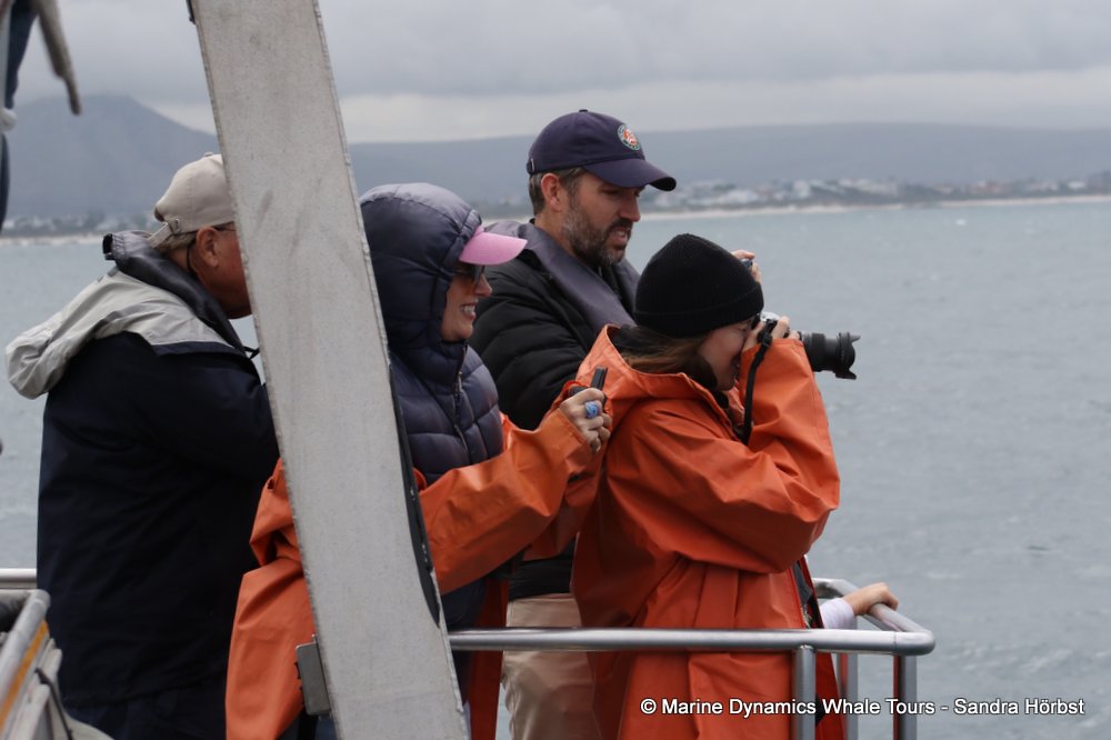 people, whale watching, gansbaai, south africa