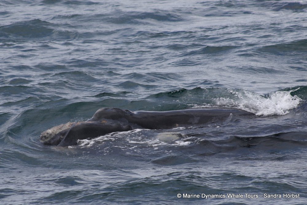 Southern right whale, whale watching, gansbaai, south africa,