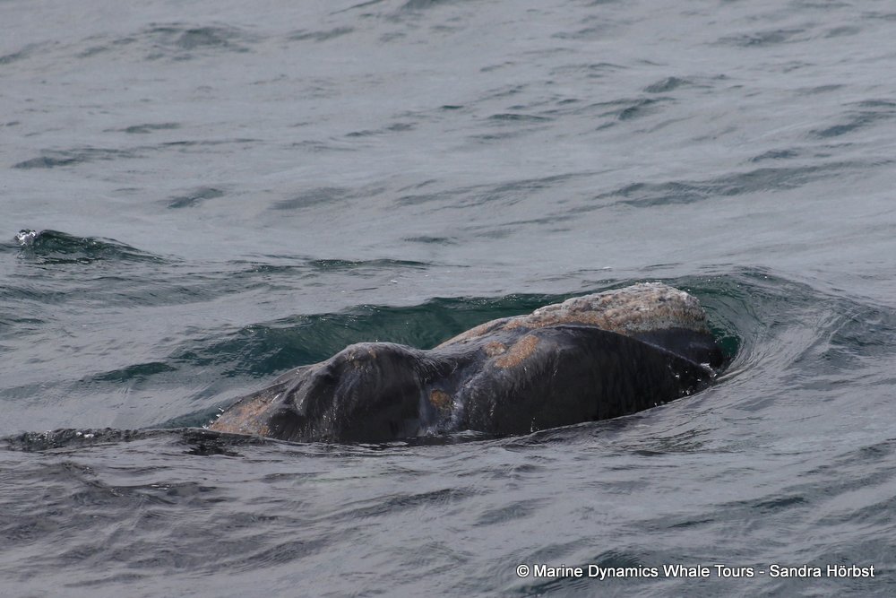 Southern right whale, whale watching, gansbaai, south africa,