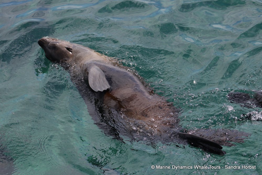 cape fur seal, whale watching, gansbaai, south africa