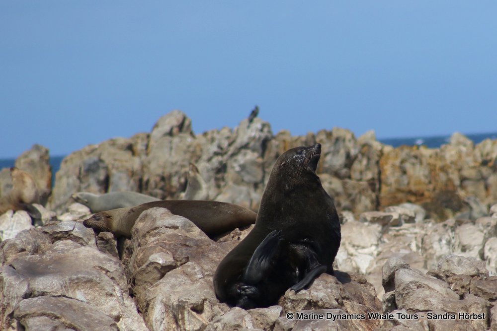 cape fur seal, whale watching, gansbaai, south africa
