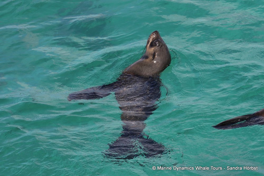 cape fur seal, whale watching, gansbaai, south africa