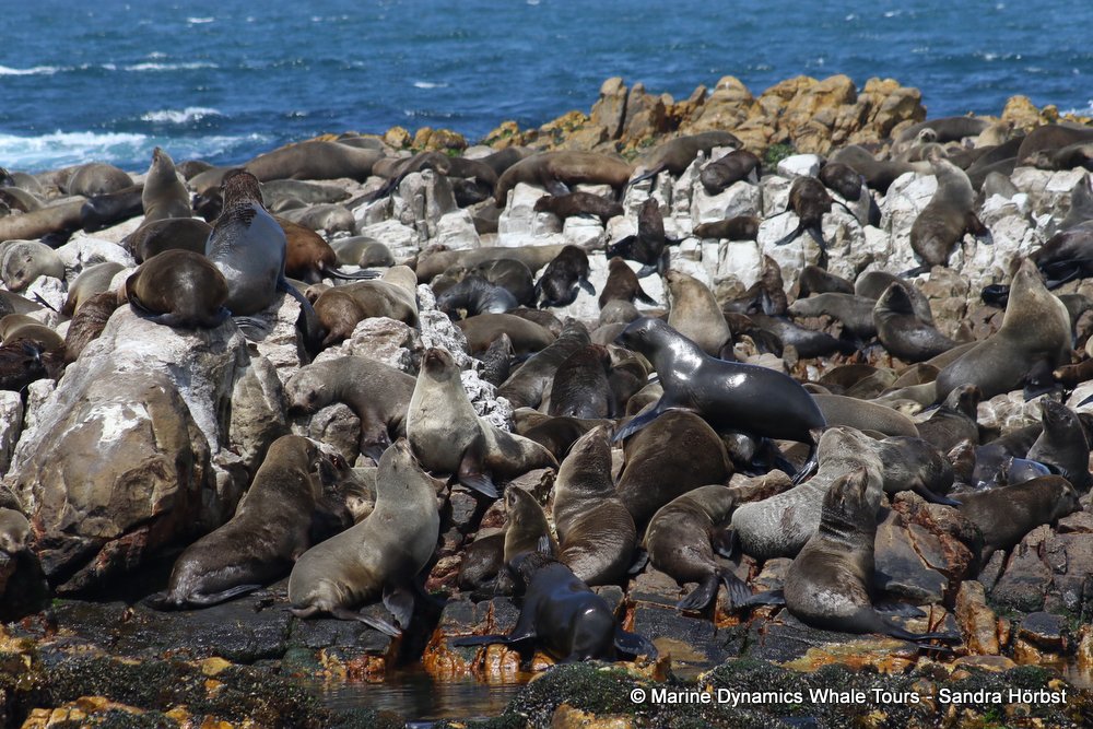cape fur seal, whale watching, gansbaai, south africa