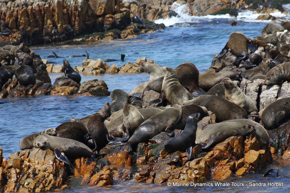 cape fur seal, whale watching, gansbaai, south africa