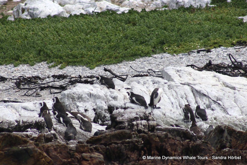 penguins, whale watching, gansbaai, south africa,