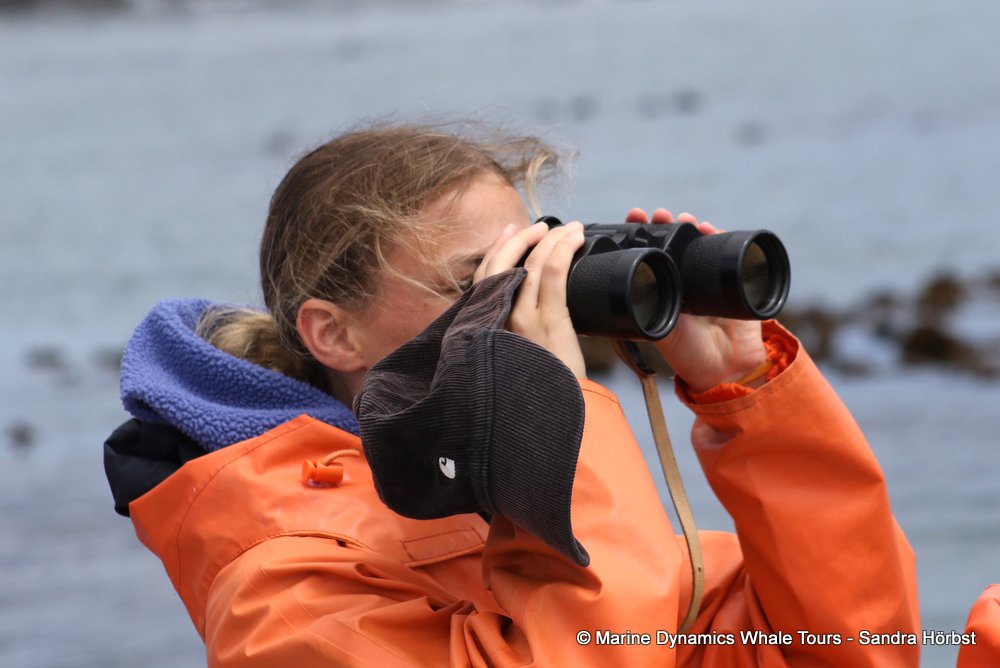 penguins, whale watching, gansbaai, south africa,