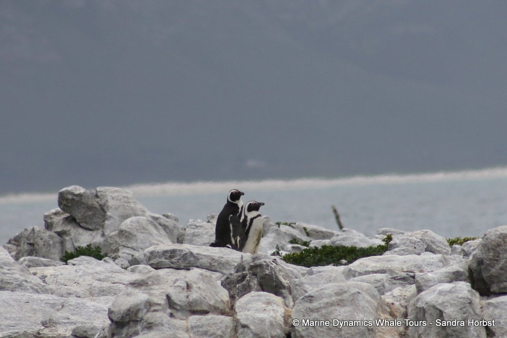 penguins, whale watching, gansbaai, south africa,