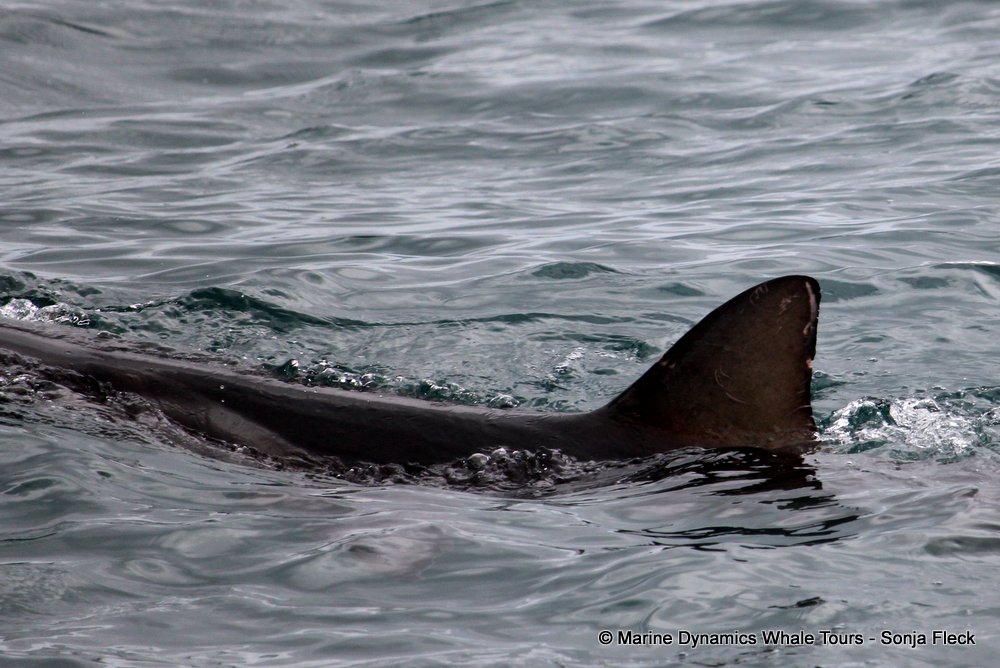 bronze whaler shark, whale watching, gansbaai, south africa,