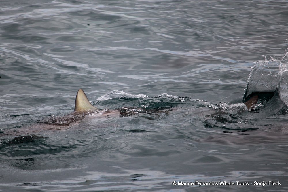 bronze whaler shark, whale watching, gansbaai, south africa,
