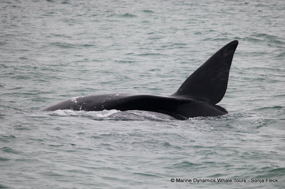 Southern right whale, whale watching, gansbaai, south africa,