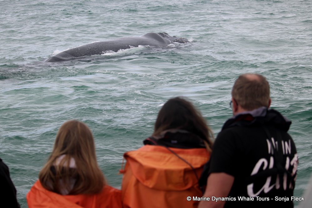 Southern right whale, whale watching, gansbaai, south africa,