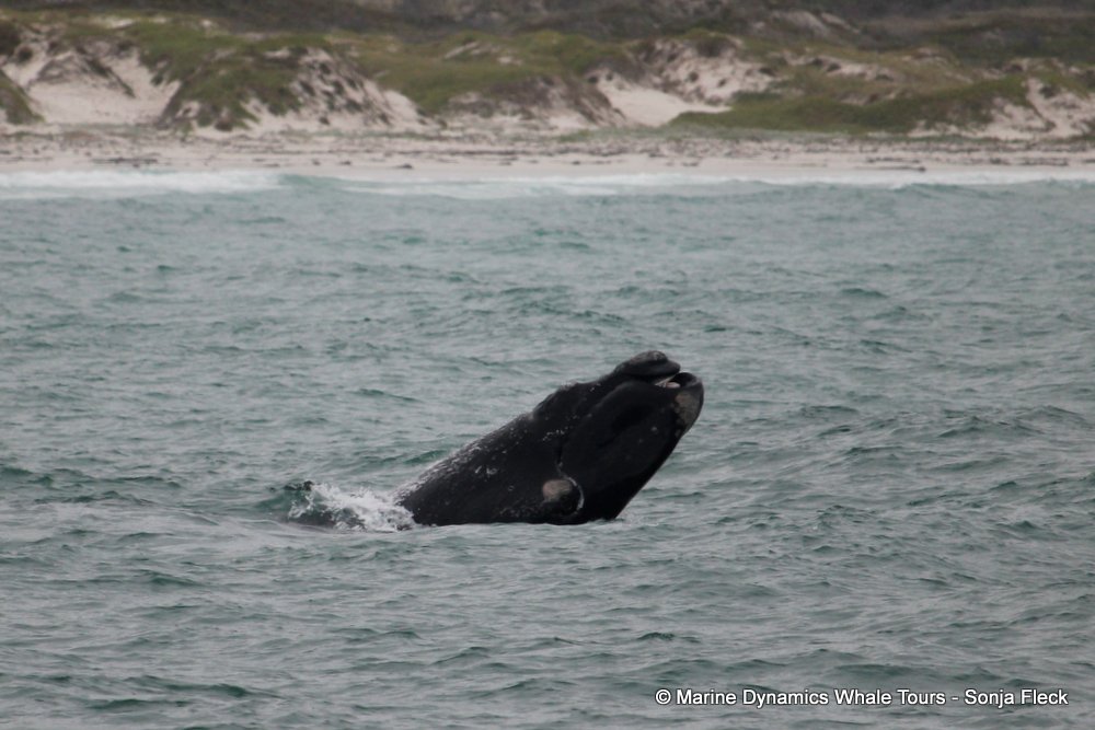 Southern right whale, whale watching, gansbaai, south africa,