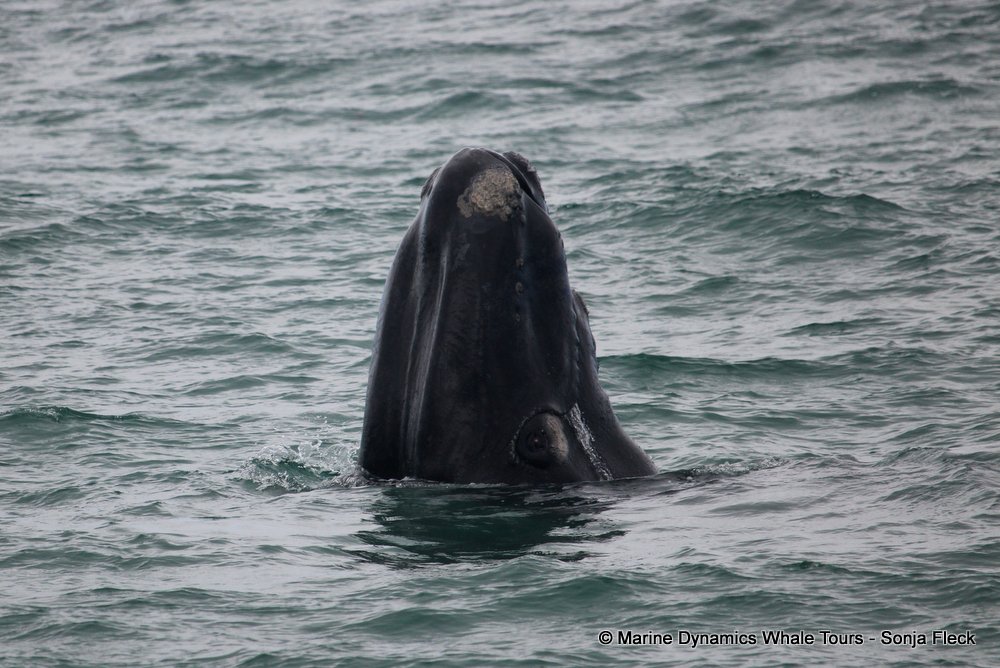 Southern right whale, whale watching, gansbaai, south africa,