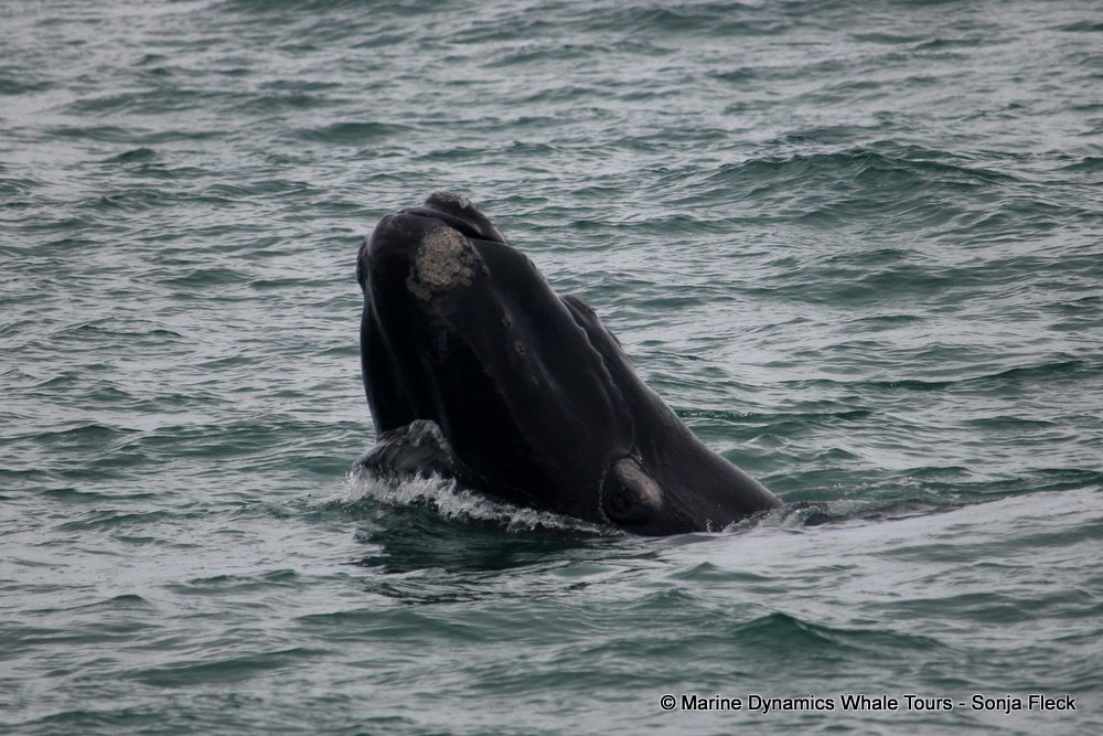 Southern right whale, whale watching, gansbaai, south africa,