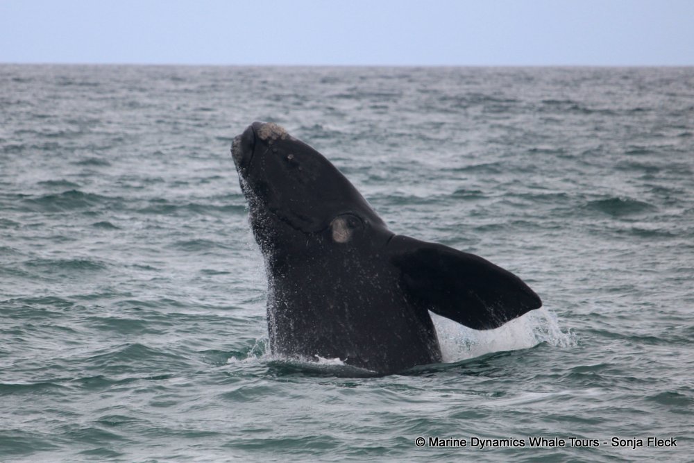 Southern right whale, whale watching, gansbaai, south africa,