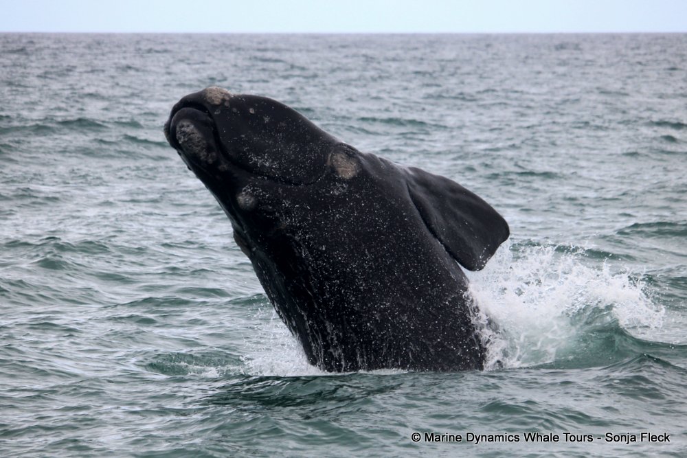 Southern right whale, whale watching, gansbaai, south africa,