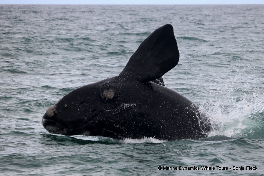 Southern right whale, whale watching, gansbaai, south africa,