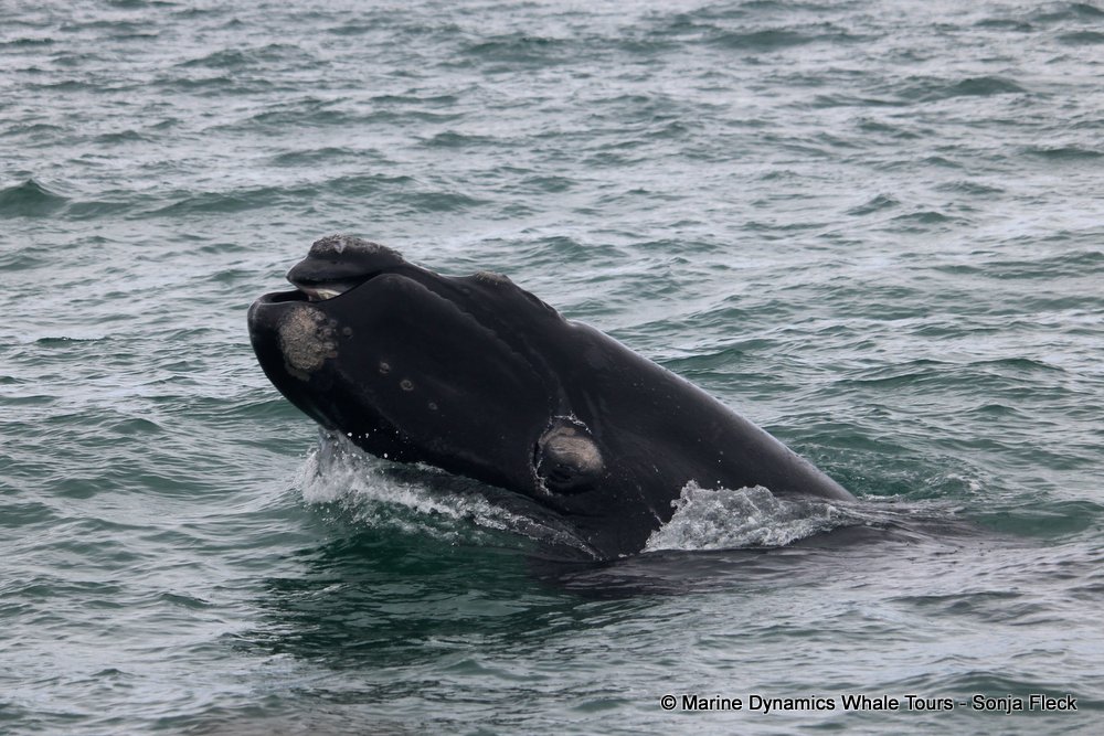 Southern right whale, whale watching, gansbaai, south africa,